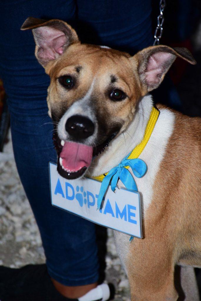 Amar es cuidar celebra 4 años de ayuda