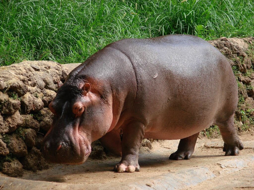 Conoce los nuevos 5 inquilinos del Zoológico Payo Obispo