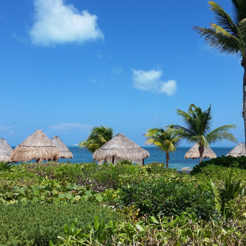 palmeras y exuberante vegetación en costa mujeres