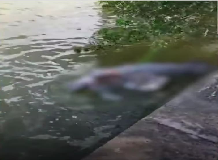 Segundo manatí muerto encontrado flotando en aguas cercanas