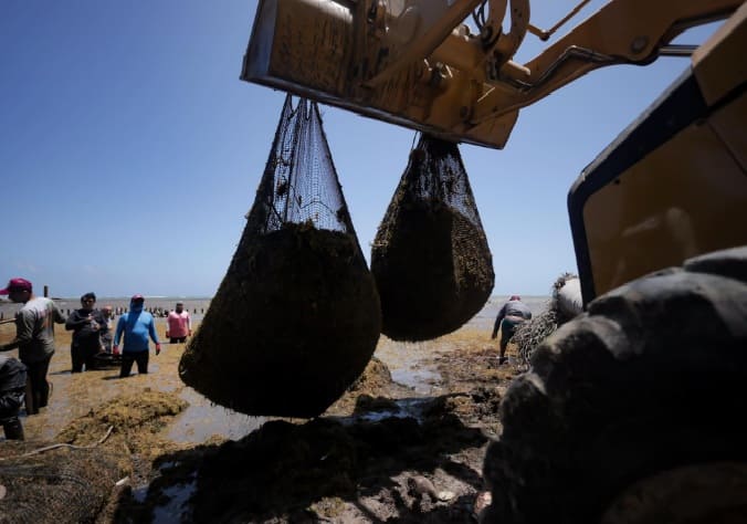 Más de 200 voluntarios eliminan 50 toneladas de Sargassum acumulado de Xcalak Beach en Costa Maya