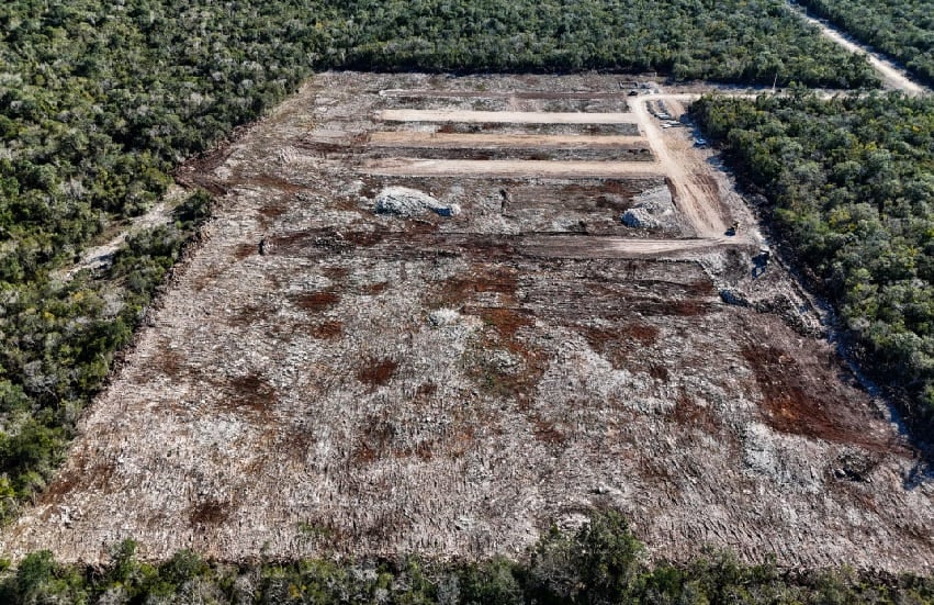 El gobierno federal presenta una denuncia legal contra una empresa avícola por romper sellos y continuar con la tala ilegal