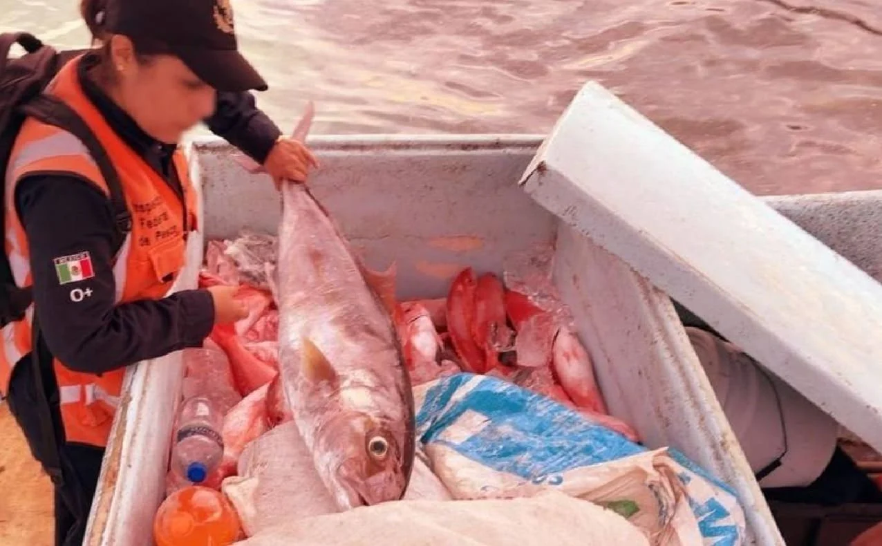 Pesquerías federales incautan 350 kilos de captura ilegal frente a Cancún durante inspección