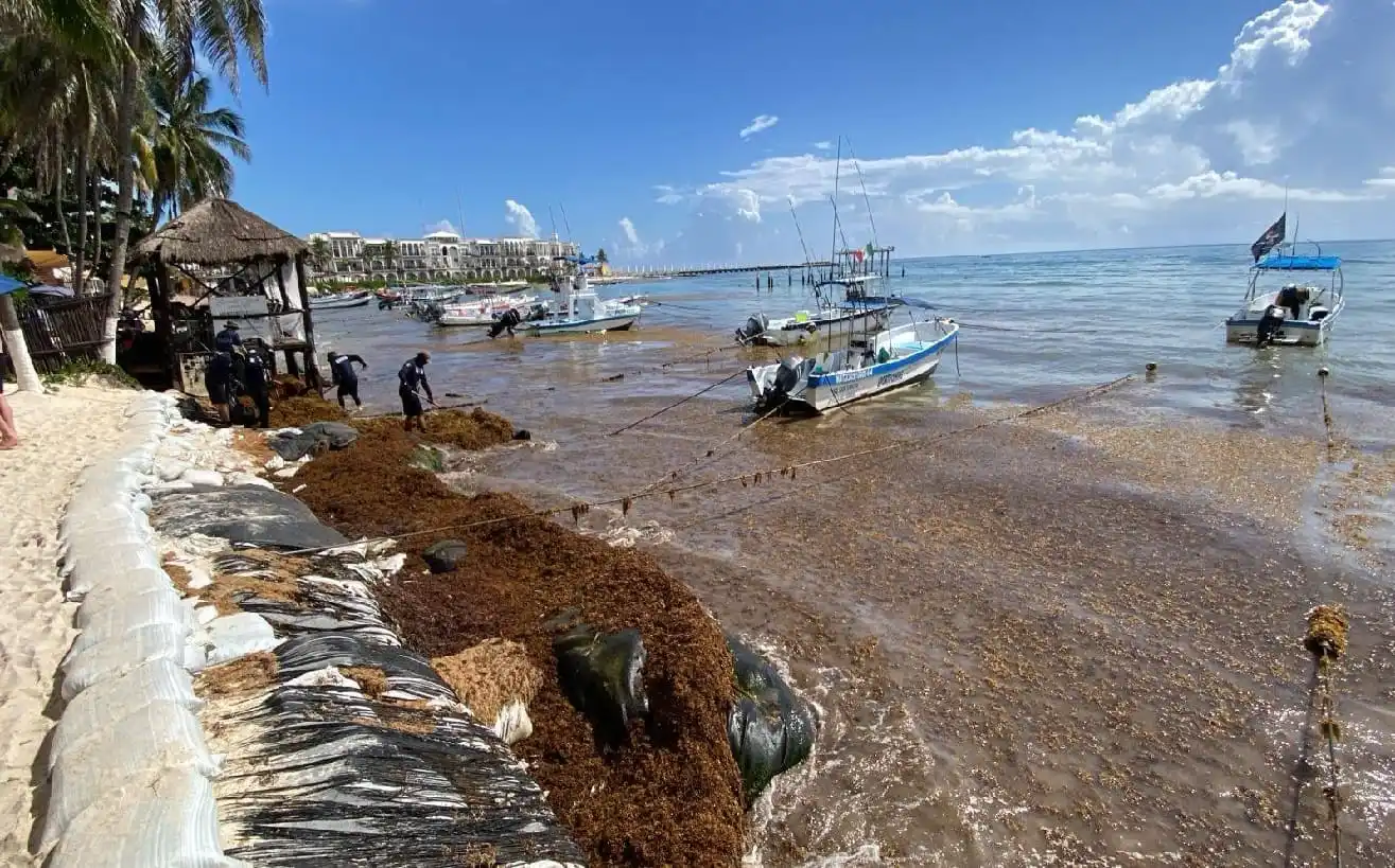 Los recientes vientos del sur empujan más de 130 toneladas de sargazo en una playa central del PDC
