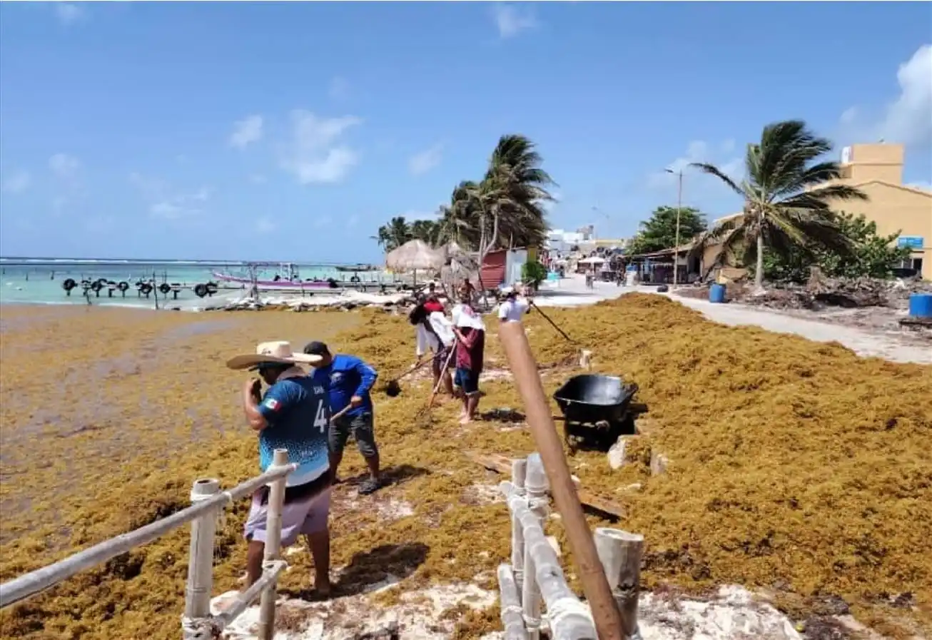 Royal Caribbean anuncia un 'importante compromiso plurianual' con el problema del sargazo en Mahahual