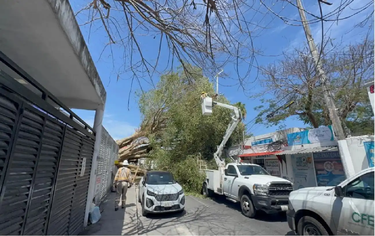 Responsabilizan a empresa por tala ilegal de árbol que dejó sin electricidad parte del PDC central