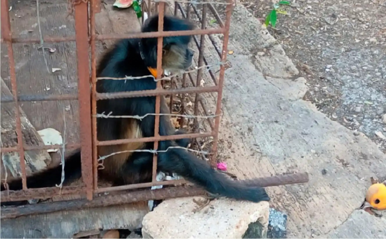 Quintana Roo incluida en búsqueda en siete estados por tráfico ilegal de vida silvestre