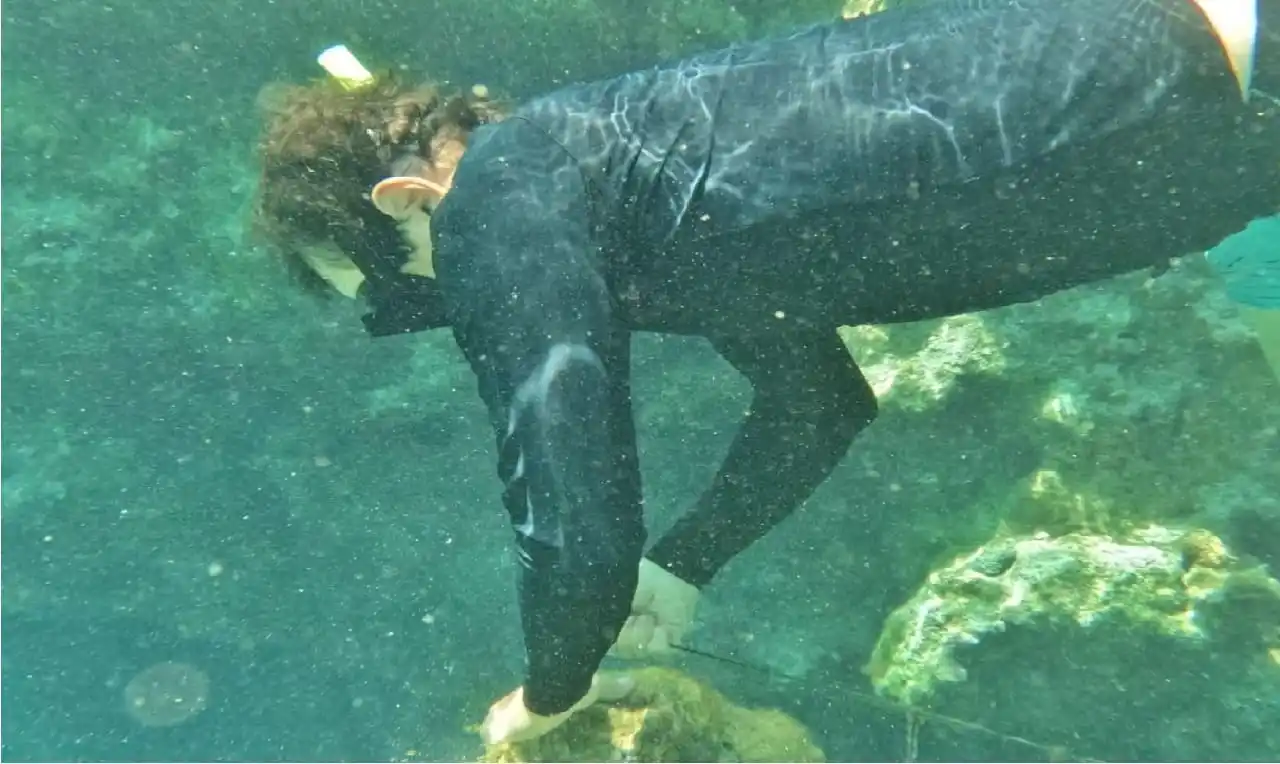 Se crean condiciones favorables para el desarrollo de nuevas colonias de coral