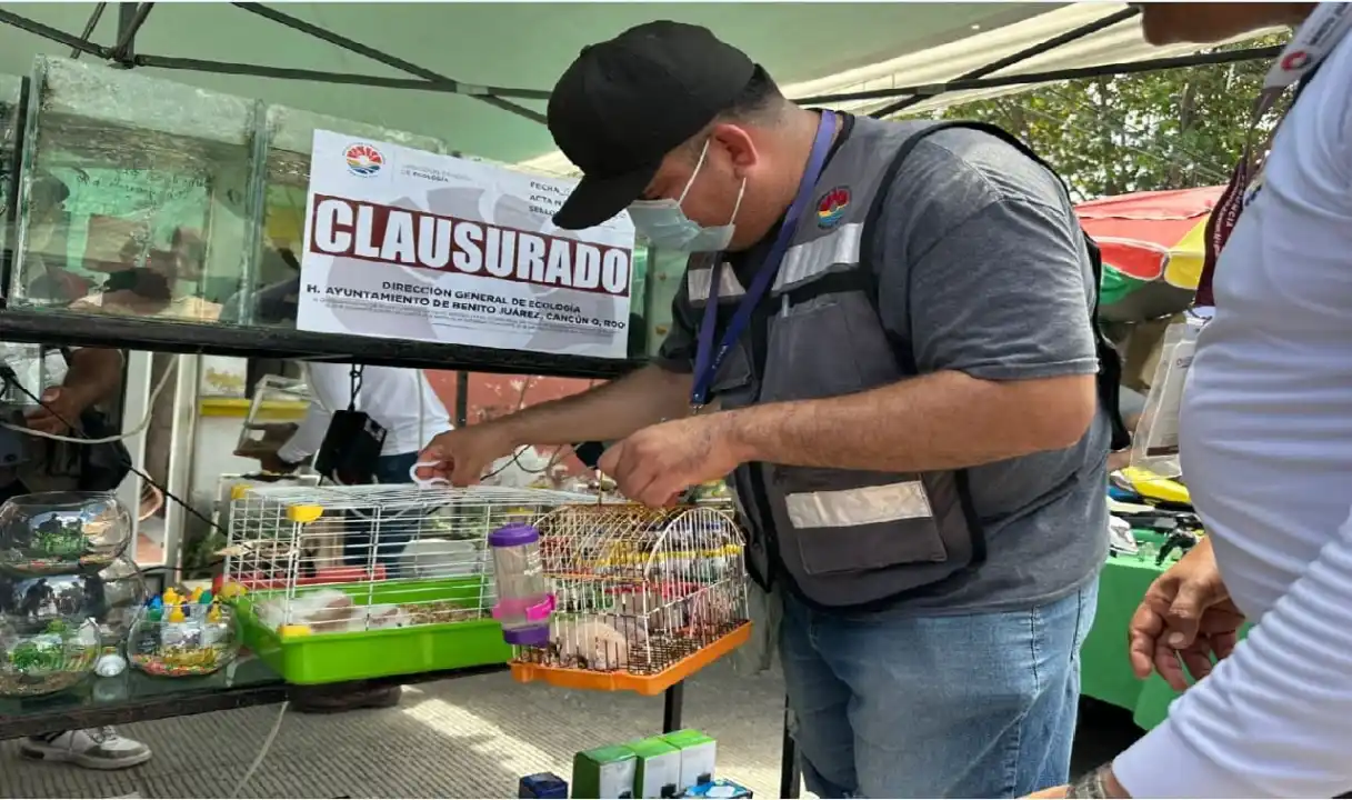 Denuncias ciudadanas llevan a inspectores a vender reptiles exóticos en un mercadillo de Cancún