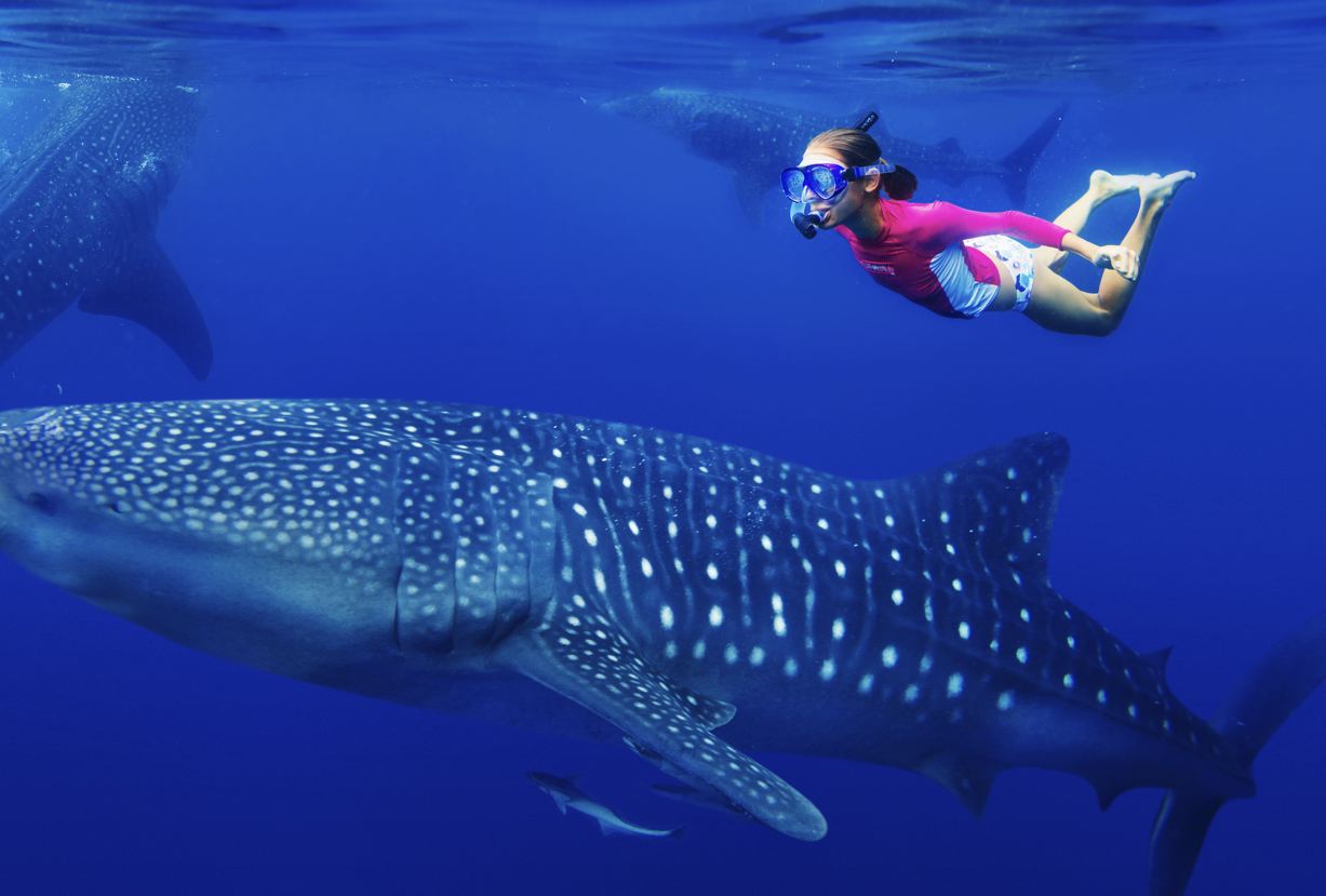 ¡Nada con tiburones ballena del tamaño de un autobús escolar! La temporada en Cancún comienza el 15 de mayo