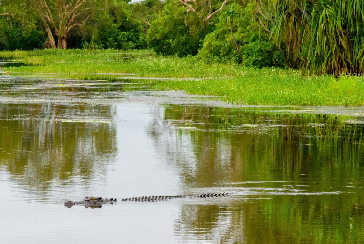 Cocodrilo ataca a turista en laguna de Bacalar
