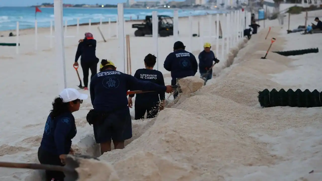 Cancún prepara corrales para tortugas marinas protegiendo huevos ya encontrados