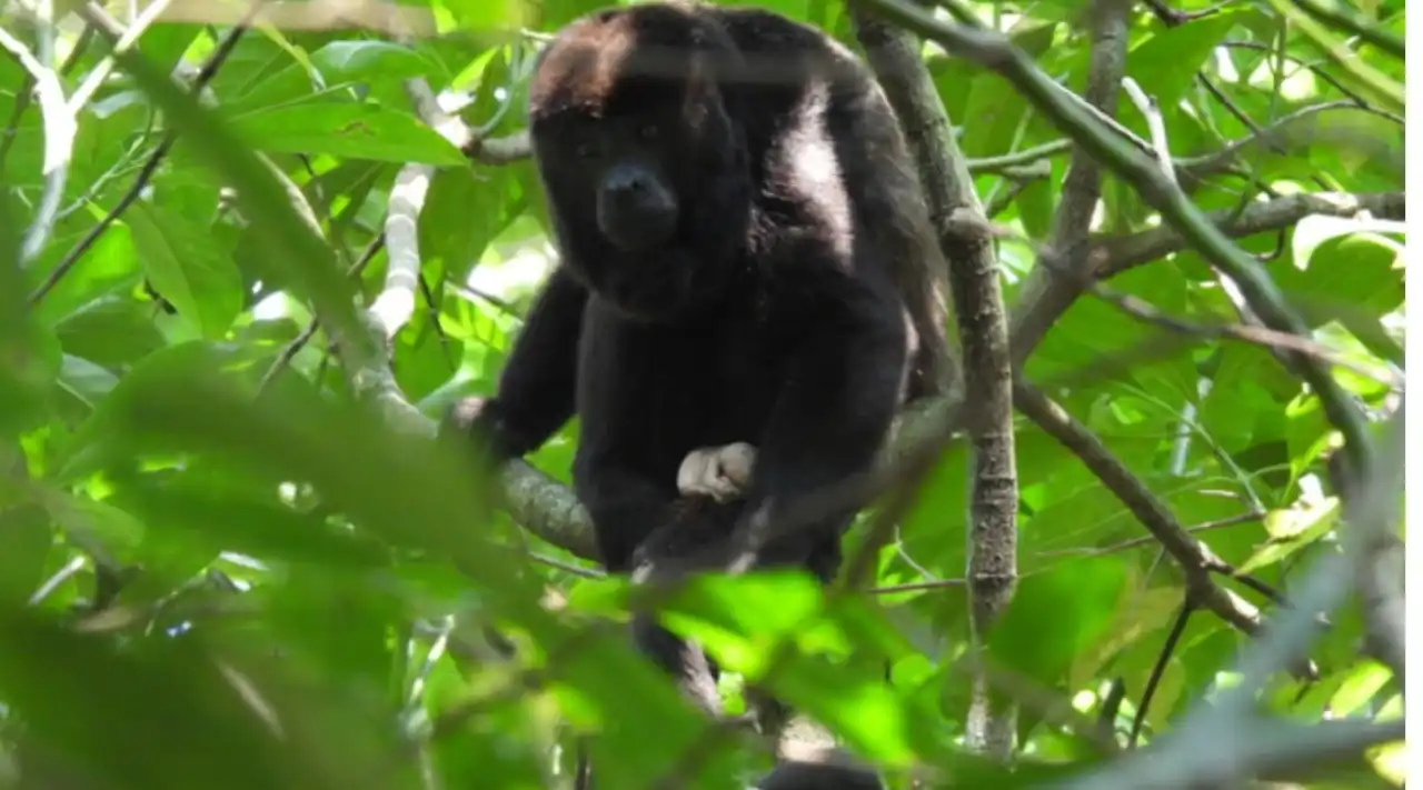 Autoridades federales liberan 30 monos aulladores mexicanos para repoblar la especie amenazada