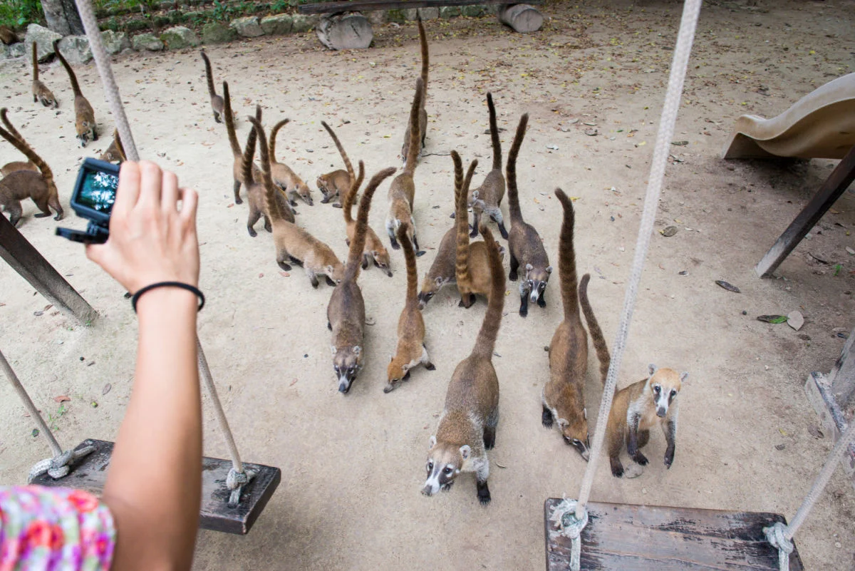 Turista tomando fotografías de animales salvajes. Mano de mujer con cámara, está tomando una foto o un video de coatí