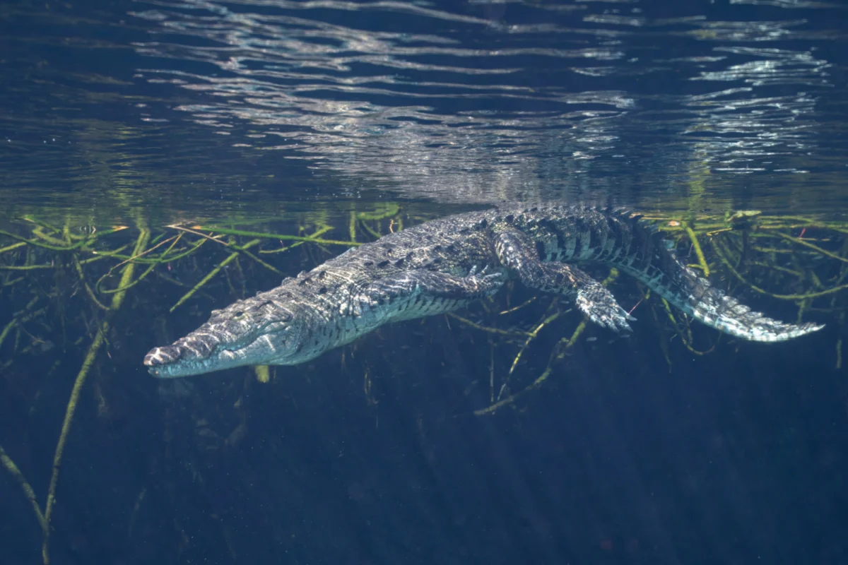 Cocodrilo de Morelet nadando bajo el agua en cenote