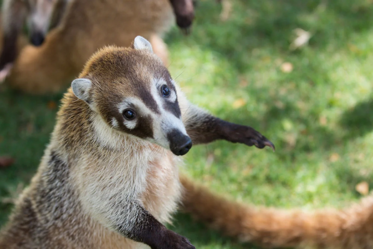 Retrato de un lindo coatí de nariz blanca, Nasua narica, pidiendo comida, peleando y mirando una cámara con expresión divertida. Cancún
