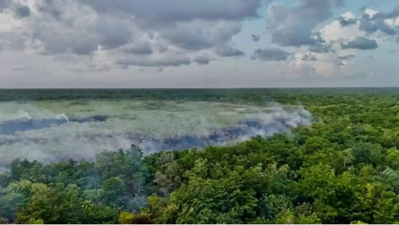 Quema de vegetación provocada intencionalmente en el último incendio forestal de Playa del Carmen