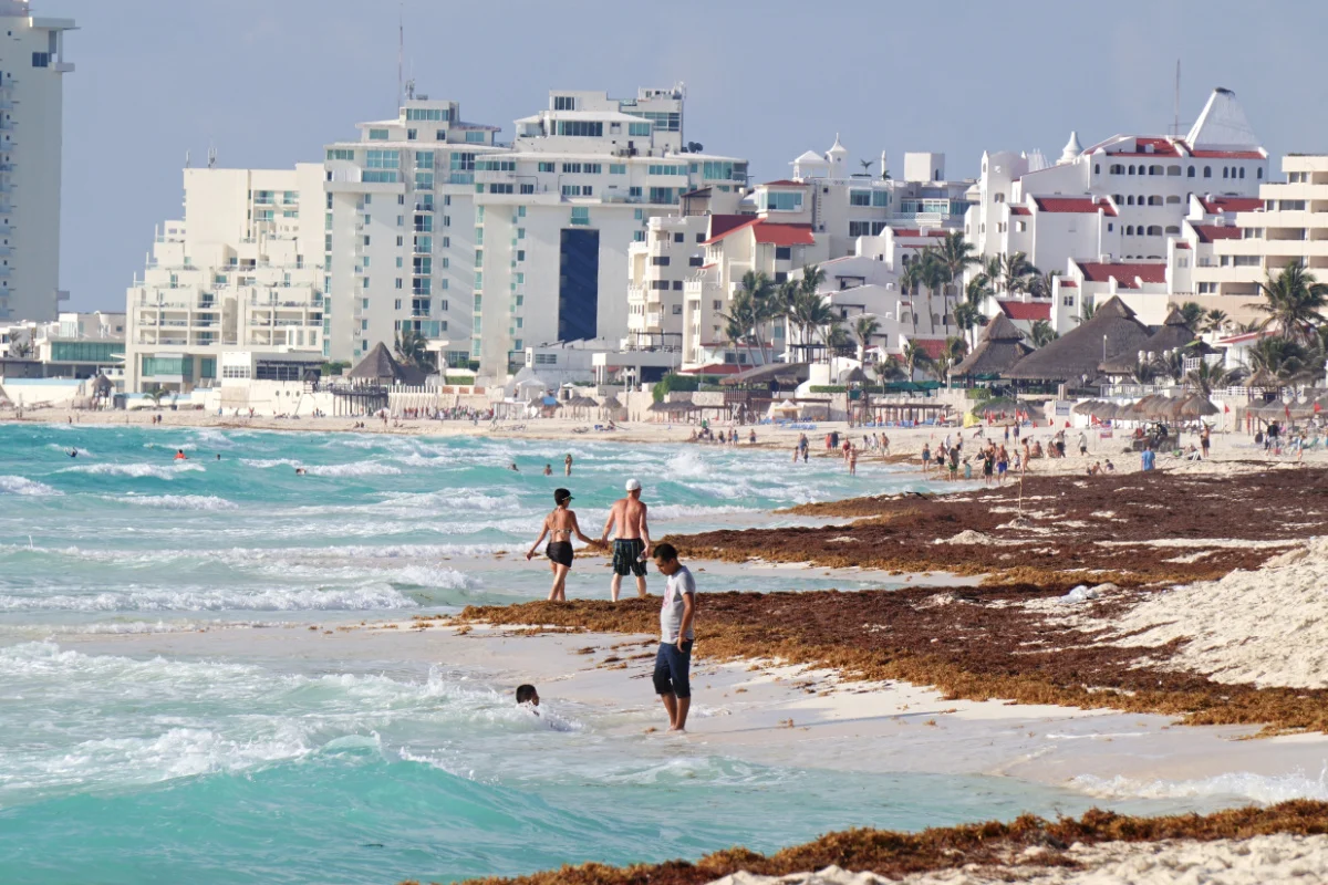 Cancún - Una playa paradisíaca se ve afectada por una gran acumulación de sargazo. Algas pardas cubren la arena blanca, contrastando con el color turquesa del mar Caribe.