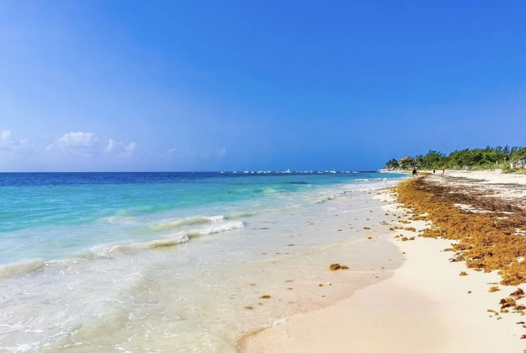 Cancún implementa la primera barrera de sargazo para mantener la playa prístina 1
