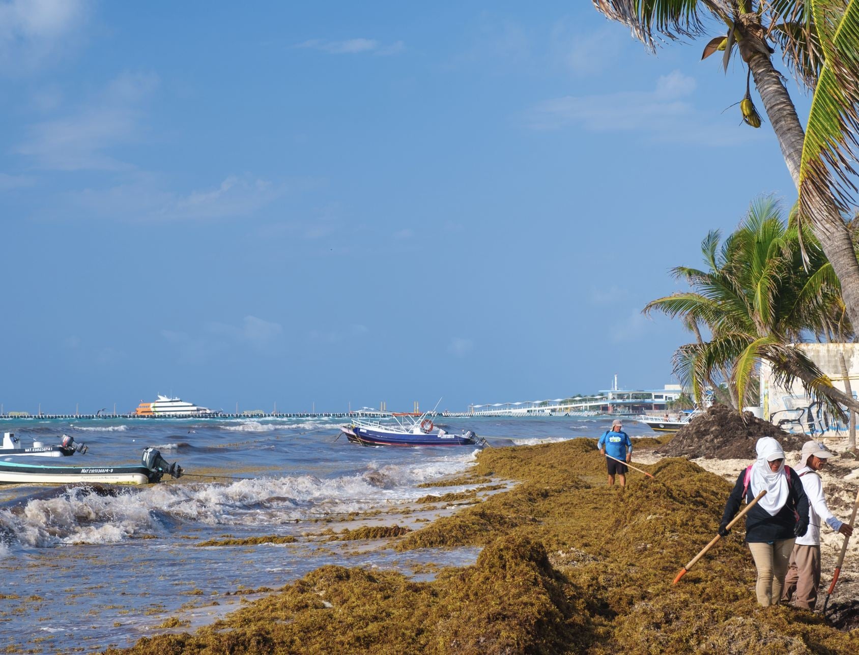 Algas de playa del carmen