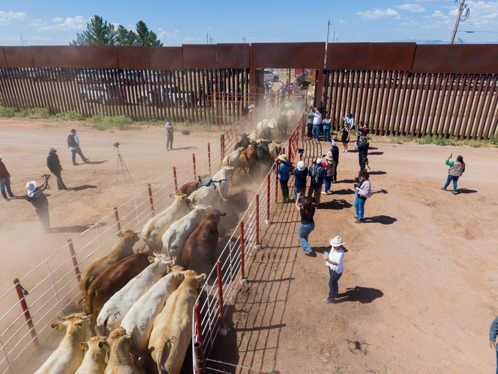 cruce de ganado de Agua Prieta