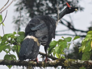 pava cornuda en Chiapas
