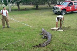 Ataque de cocodrilo en Tampico