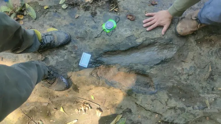 Huellas de dinosaurios en Apatzingán