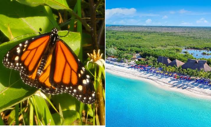 Mariposa monarca en Cozumel