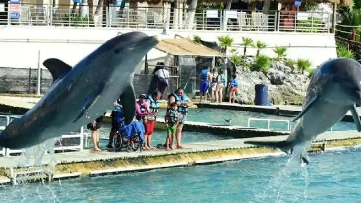 Muere delfín en Cancún