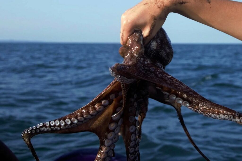 Pulpo maya de Yucatán