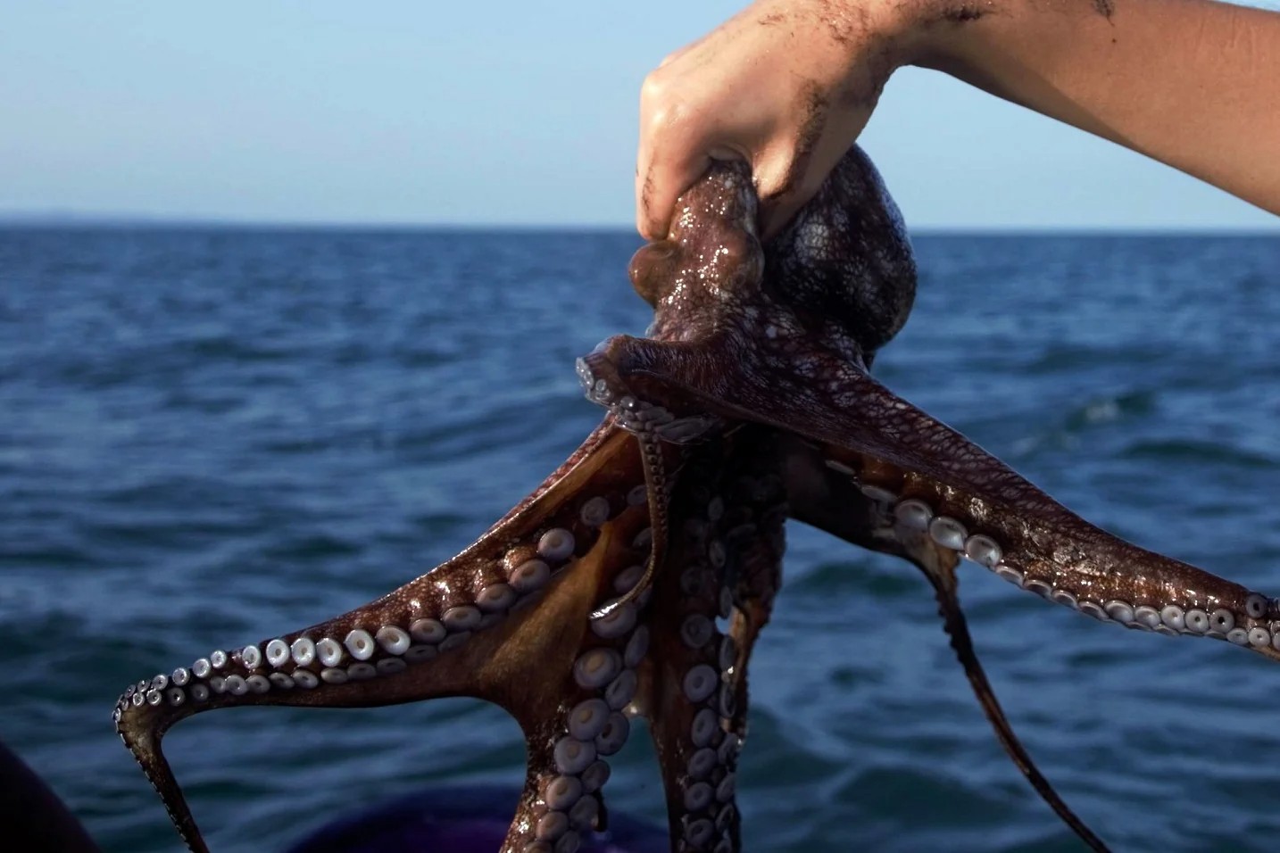 Pulpo maya de Yucatán