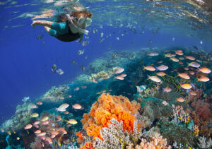 arrecifes de Cozumel
