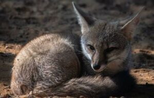 contacto con una zorra gris en Cancún
