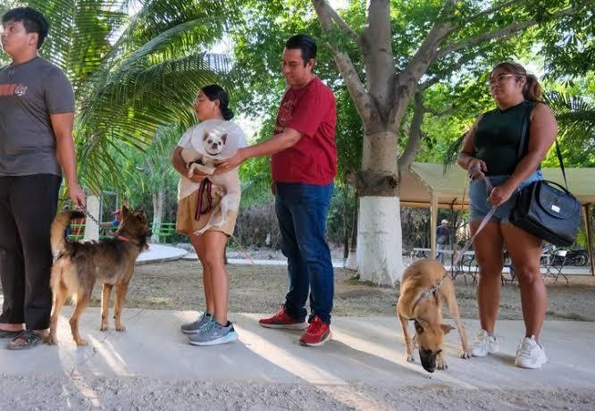 esterilización gratuita de perros y gatos en Cancún