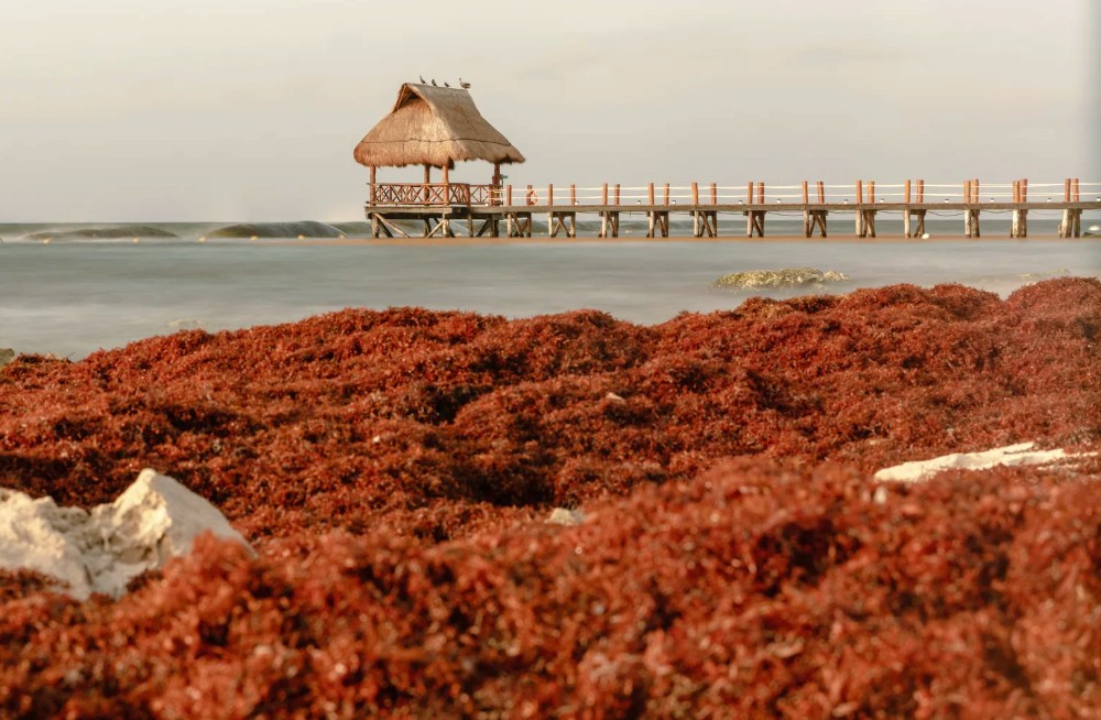 sargazo en el Caribe